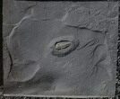 Pyritized Triarthrus Trilobite With Eggs - New York #93050-2